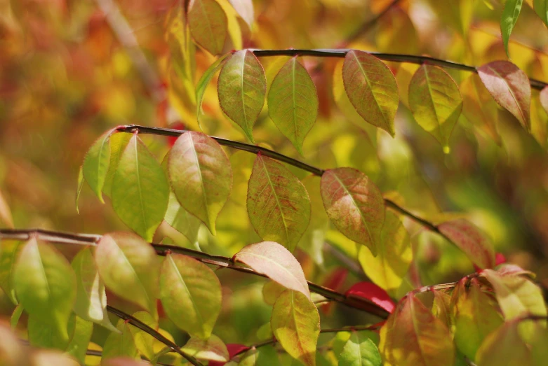 a closeup view of the stems and leaves of trees