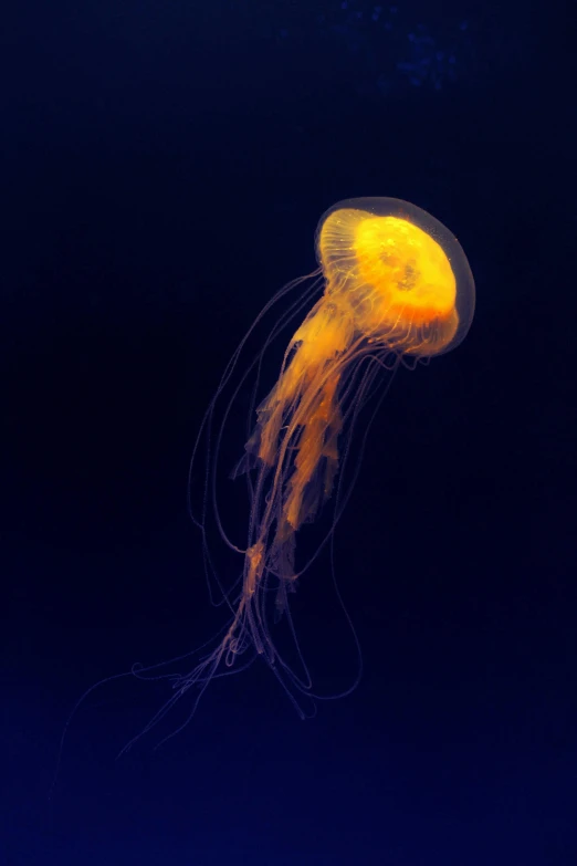 a jellyfish in blue water, the largest of its size