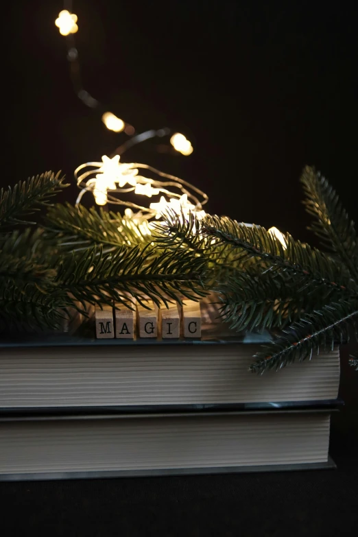 a lighted nch of a pine with many lights behind it