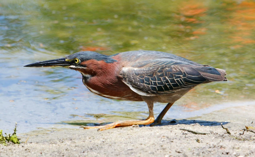 an image of a bird on the ground near water