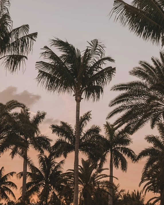 palm trees against a pink and gray sky