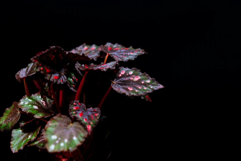 a plant with red and green leaves on it