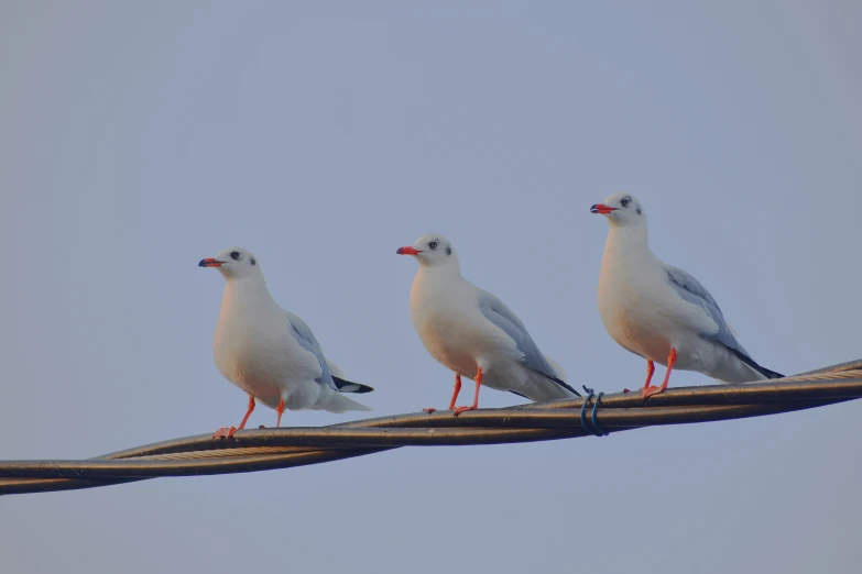 the seagulls stand on a wooden rail against a clear sky