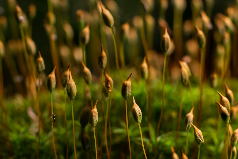 there are some tiny seed heads all over this field