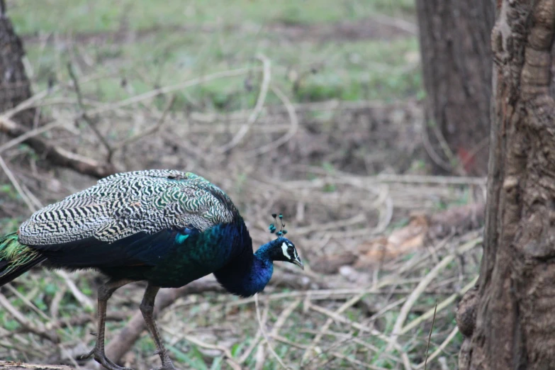 a peacock with a blue head standing on the ground