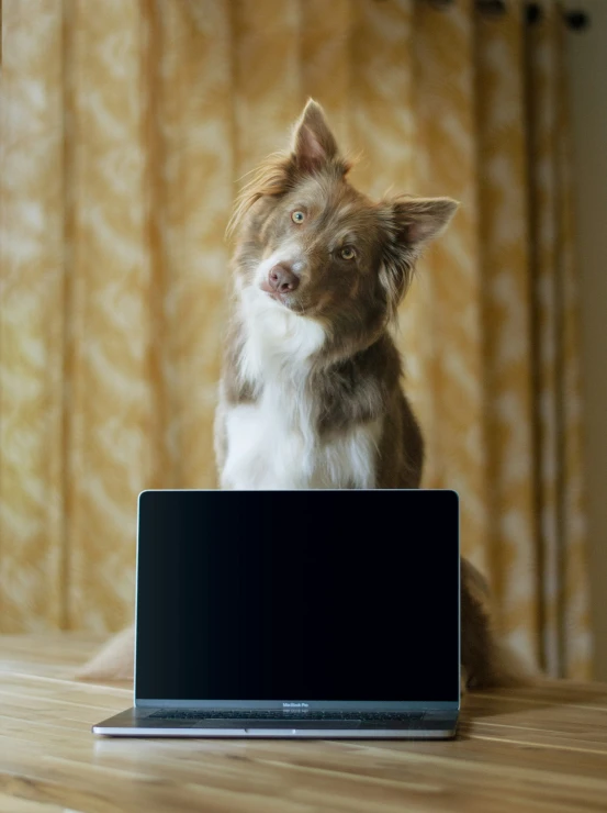 a brown dog sitting in front of a laptop computer