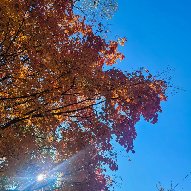 leaves and nches are shown near the sun on a clear day