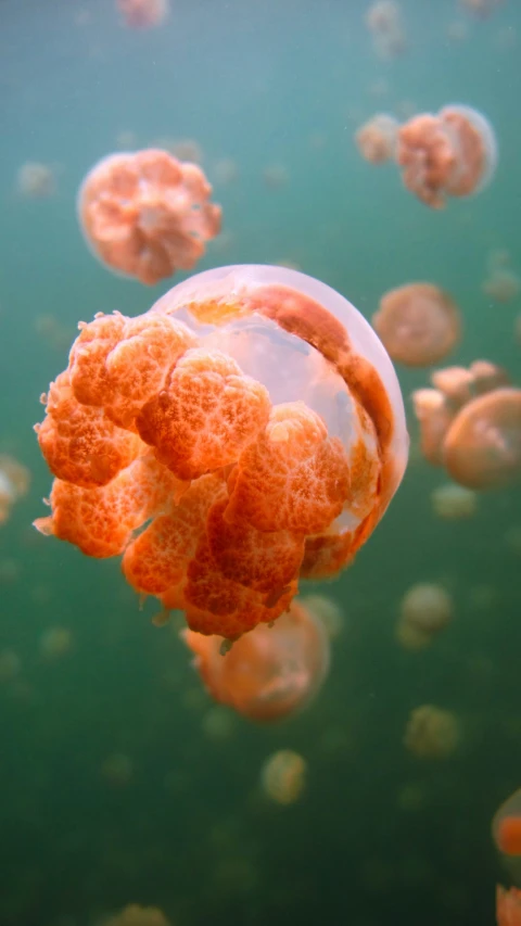 an orange jellyfish is floating under water