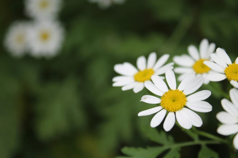 small white flowers in a green field