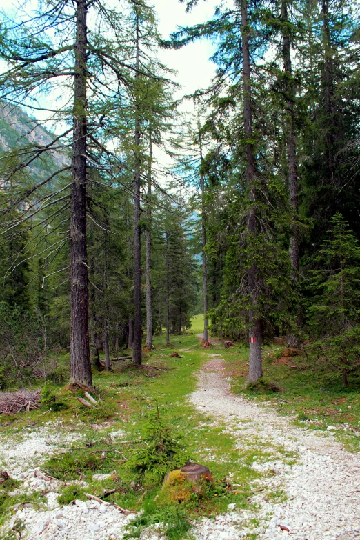 a narrow path splits through a grassy forest