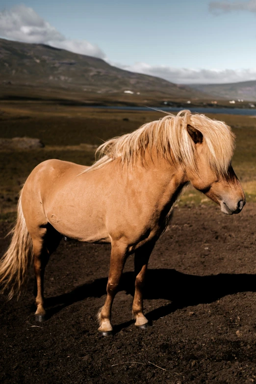 a brown pony standing on top of a dirt field