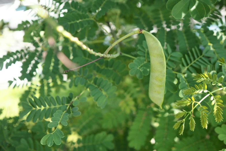 a pod of green beans hanging from a tree