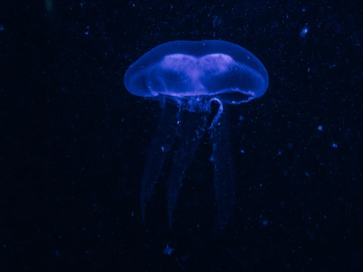 a jellyfish is illuminated in the dark water