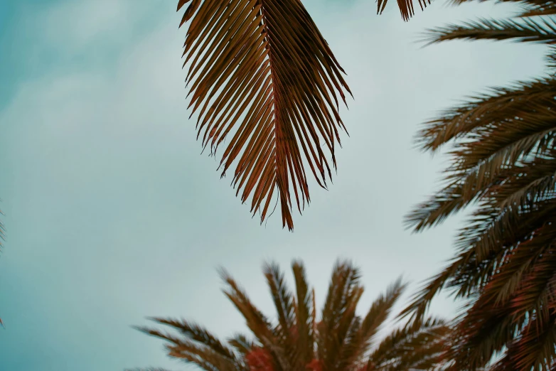 two birds are flying near some palm trees