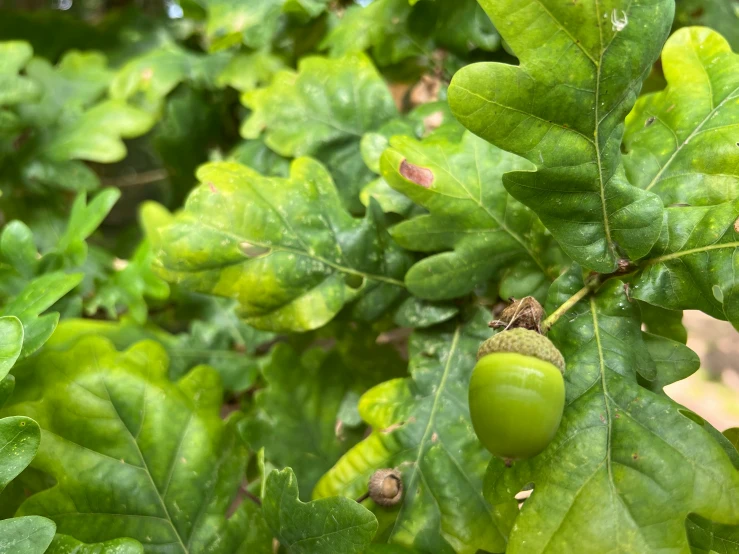 a tree with some fruits on it