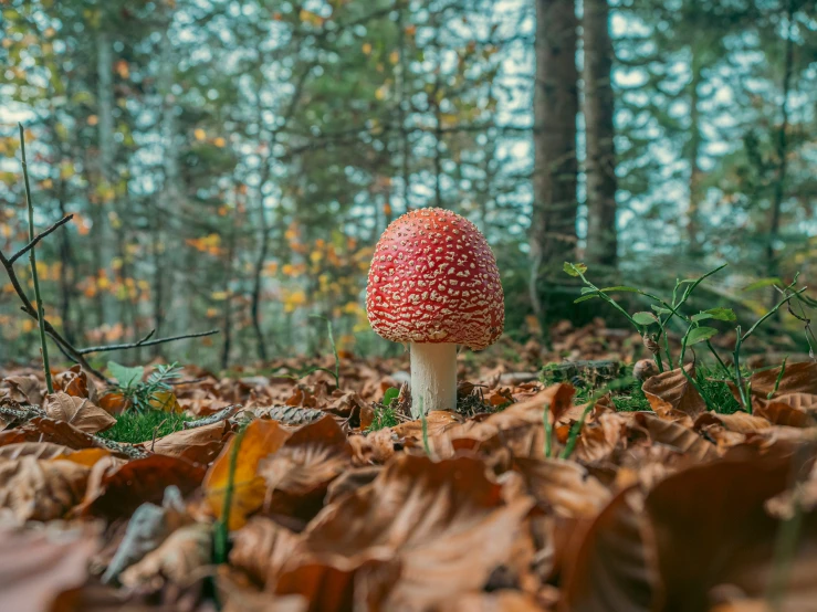 a single mushroom in a forest full of leaves