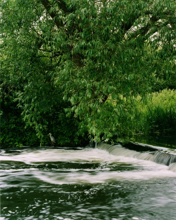 water running down a river near trees and leaves