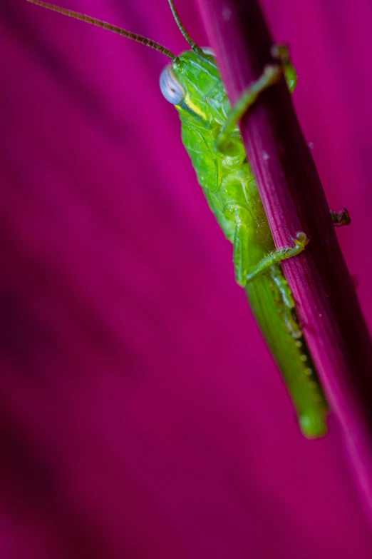 a green insect sitting on top of a flower