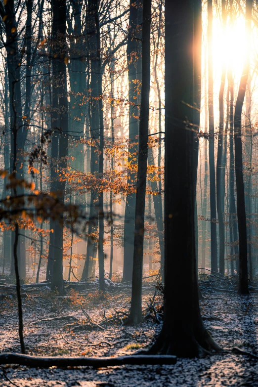 sunlight coming through a misty forest with sunray