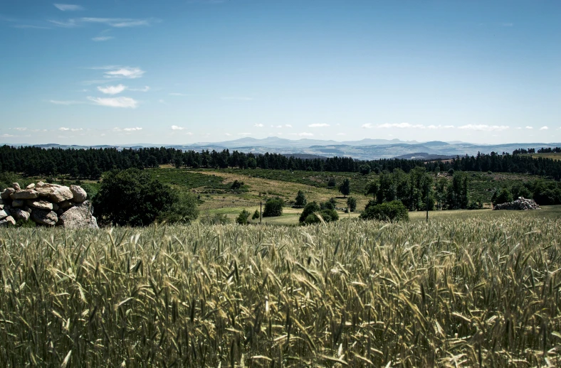 some animals are standing in the tall grass on this hill