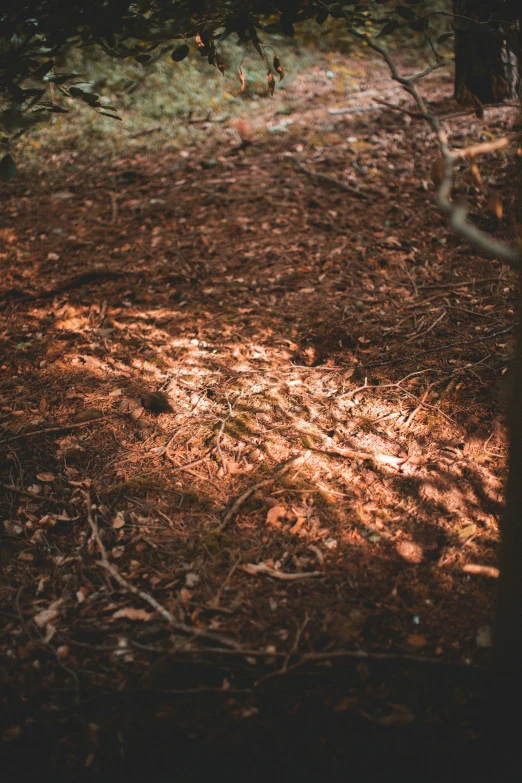 the sun shines on the ground in the woods