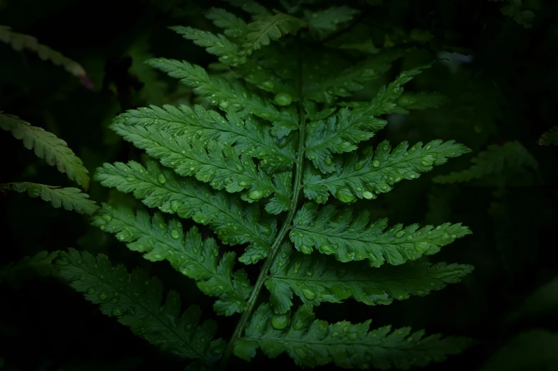 a green leafy plant on the side of a tree