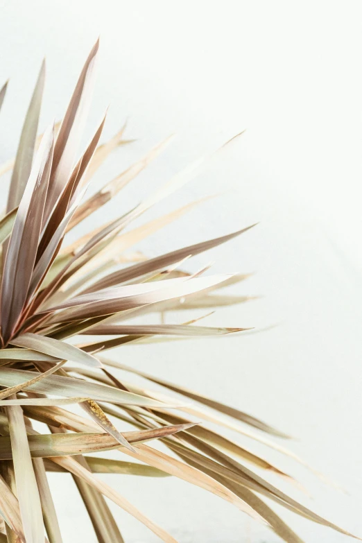 closeup of a palm leaf with a very blurry background