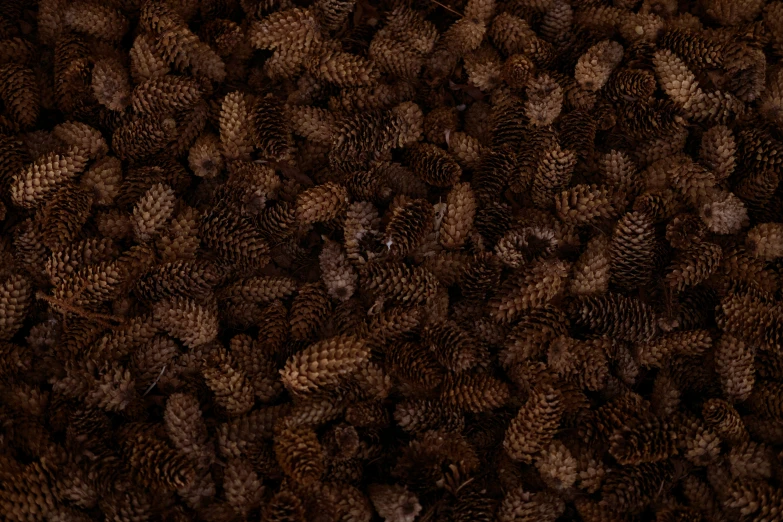 a wall full of pine cones in closeup