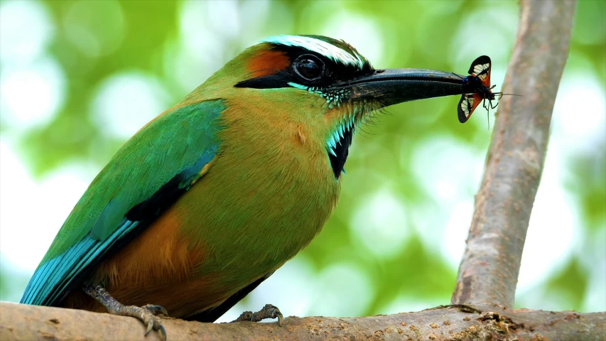 a colorful bird with a bug in its beak