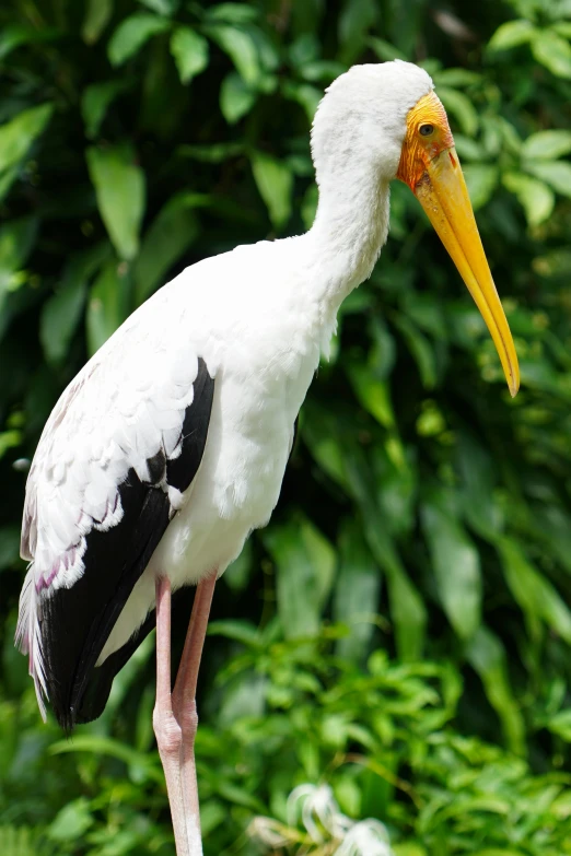 white and black bird with a long yellow beak