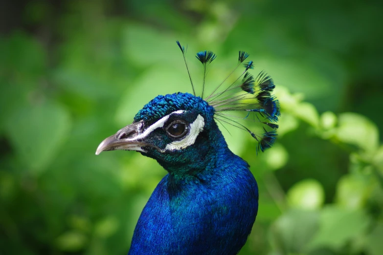 a blue peacock with white crest feathers on its head