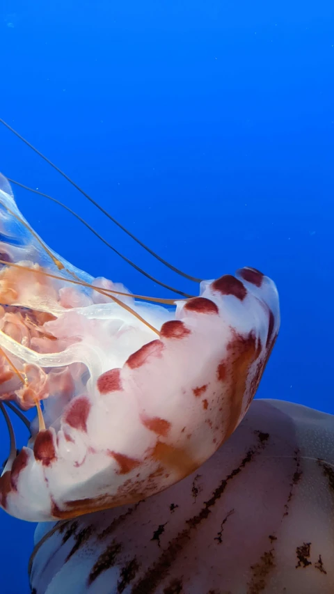 a jellyfish swimming on the blue water