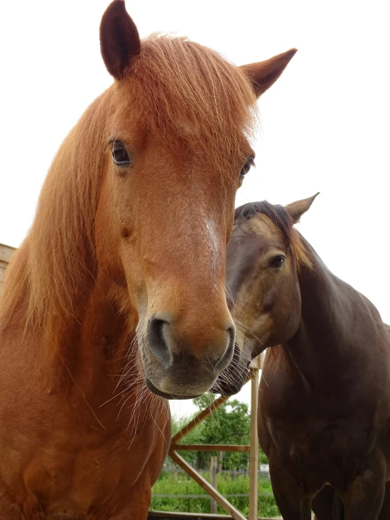 there are two horses in an enclosed area