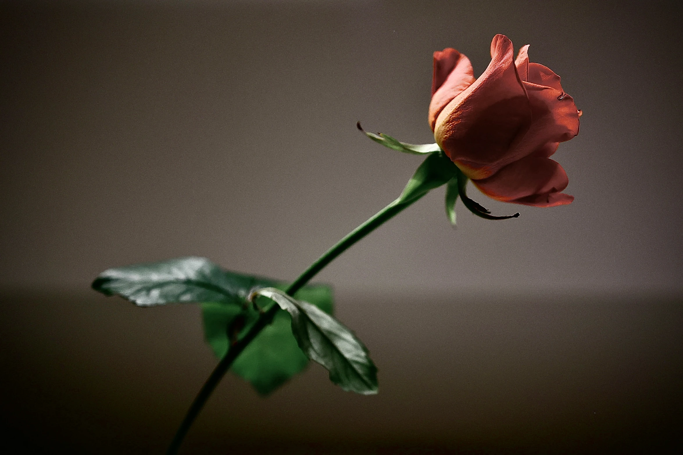 a single rose that is being watered for the season