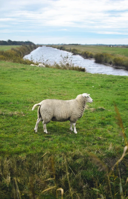 a sheep on a grassy field next to a river