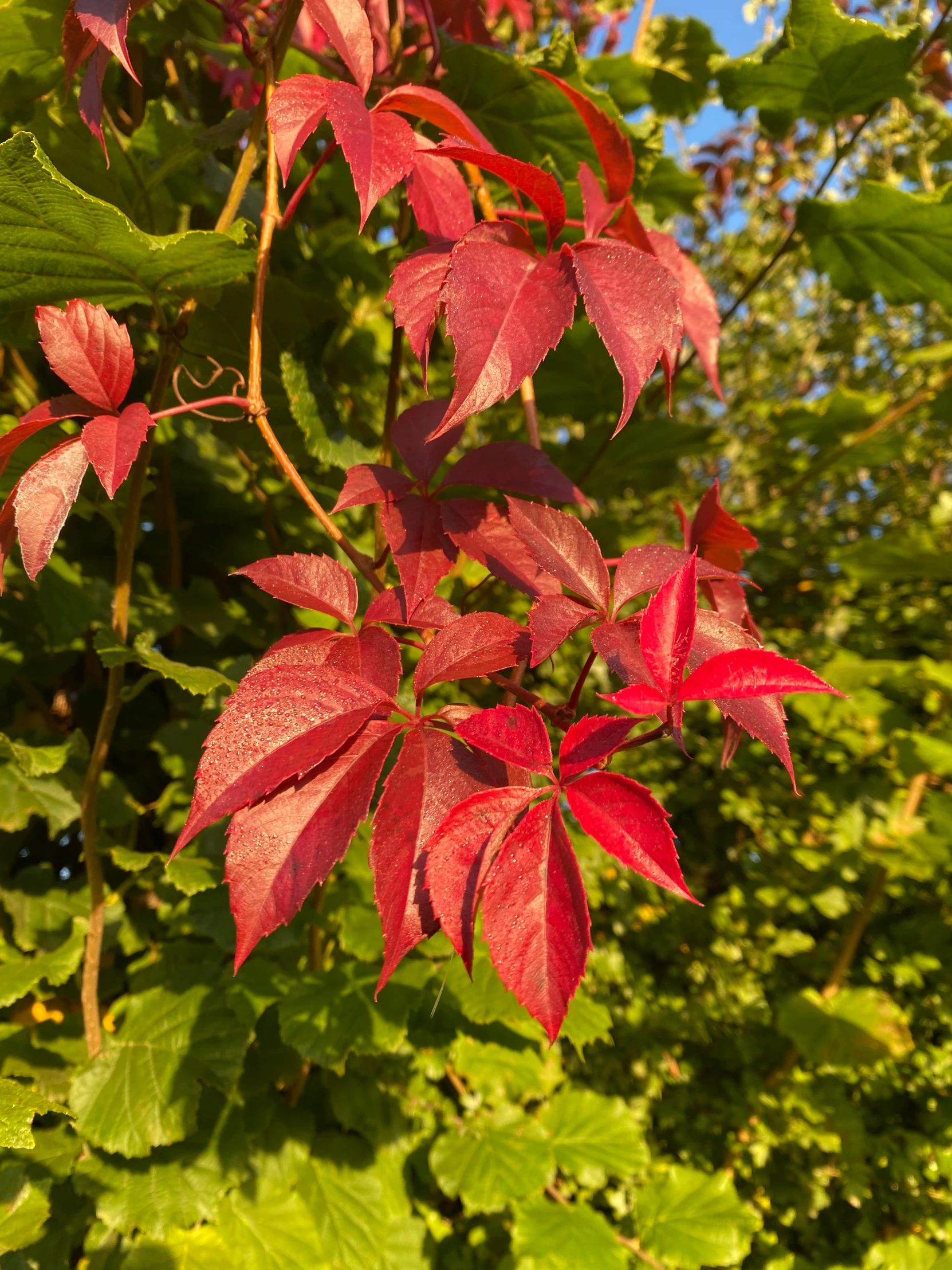 red leaves hang from a tree next to lush green leaves