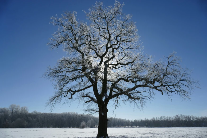 a bare tree stands in a snowy field