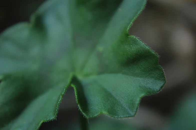 close up of the leaves on a green plant