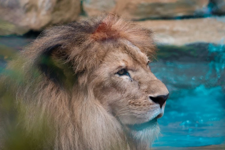 a big male lion stares into the distance at the zoo