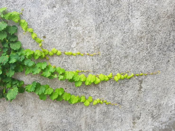 a plant grows over the top of a concrete wall