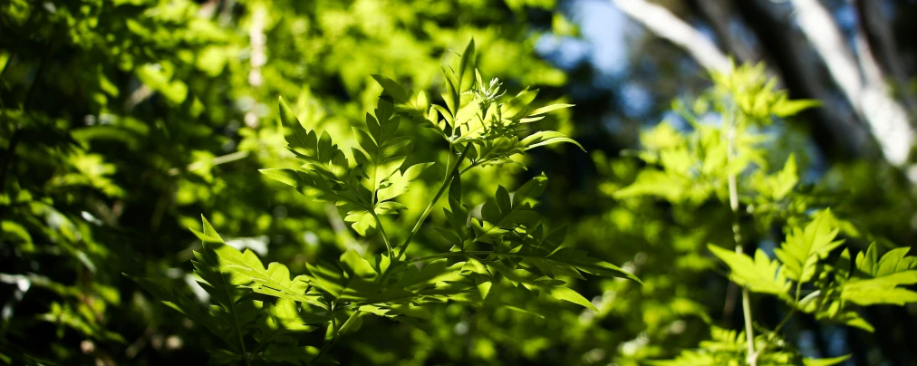 a close up of some pretty green plants