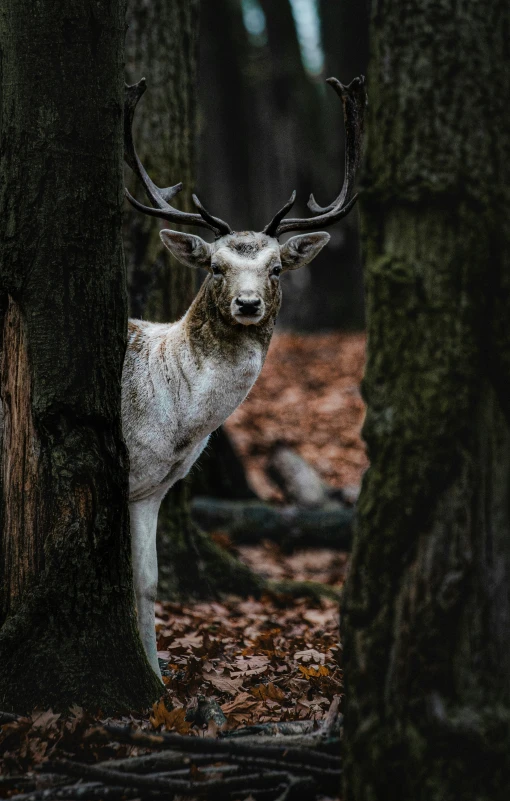a deer is standing in the forest with huge antlers