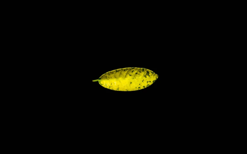 a bright yellow fruit on a dark background