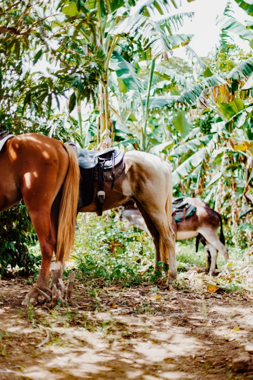 a horse and foal grazing together on the grass in the forest