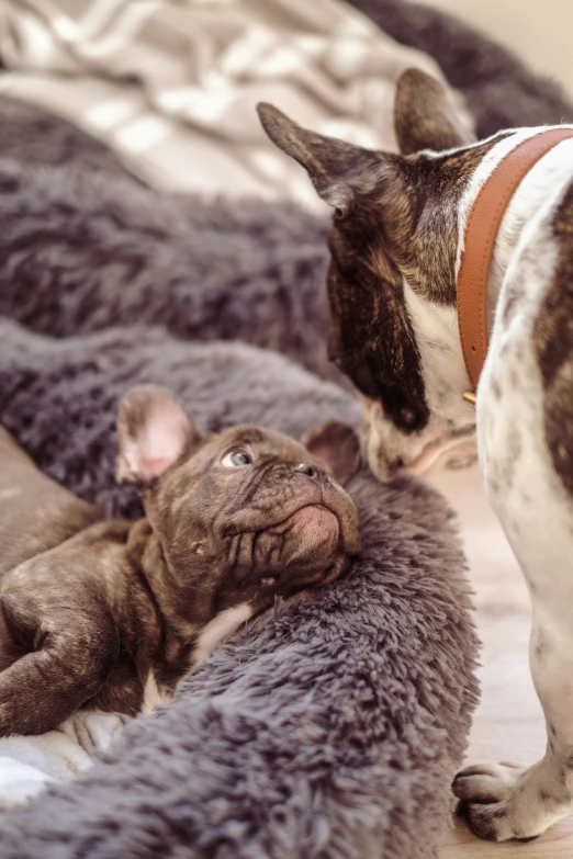 the dog is looking at his owner