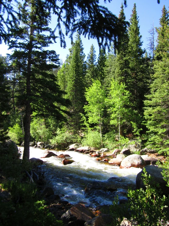 a stream flowing between trees and rocks