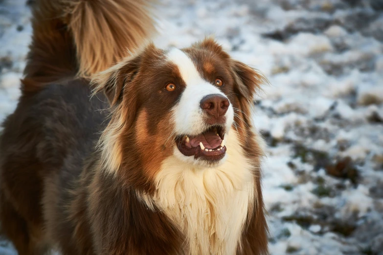 the dog is standing in the snow with it's mouth open