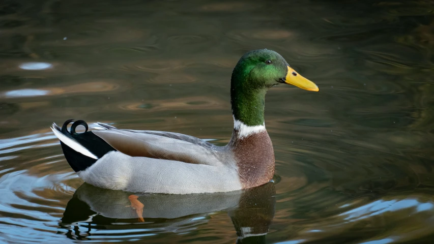 a duck swimming on top of a lake