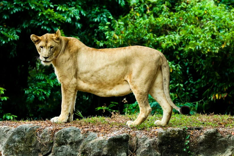 a large lion stands on the edge of a stone wall