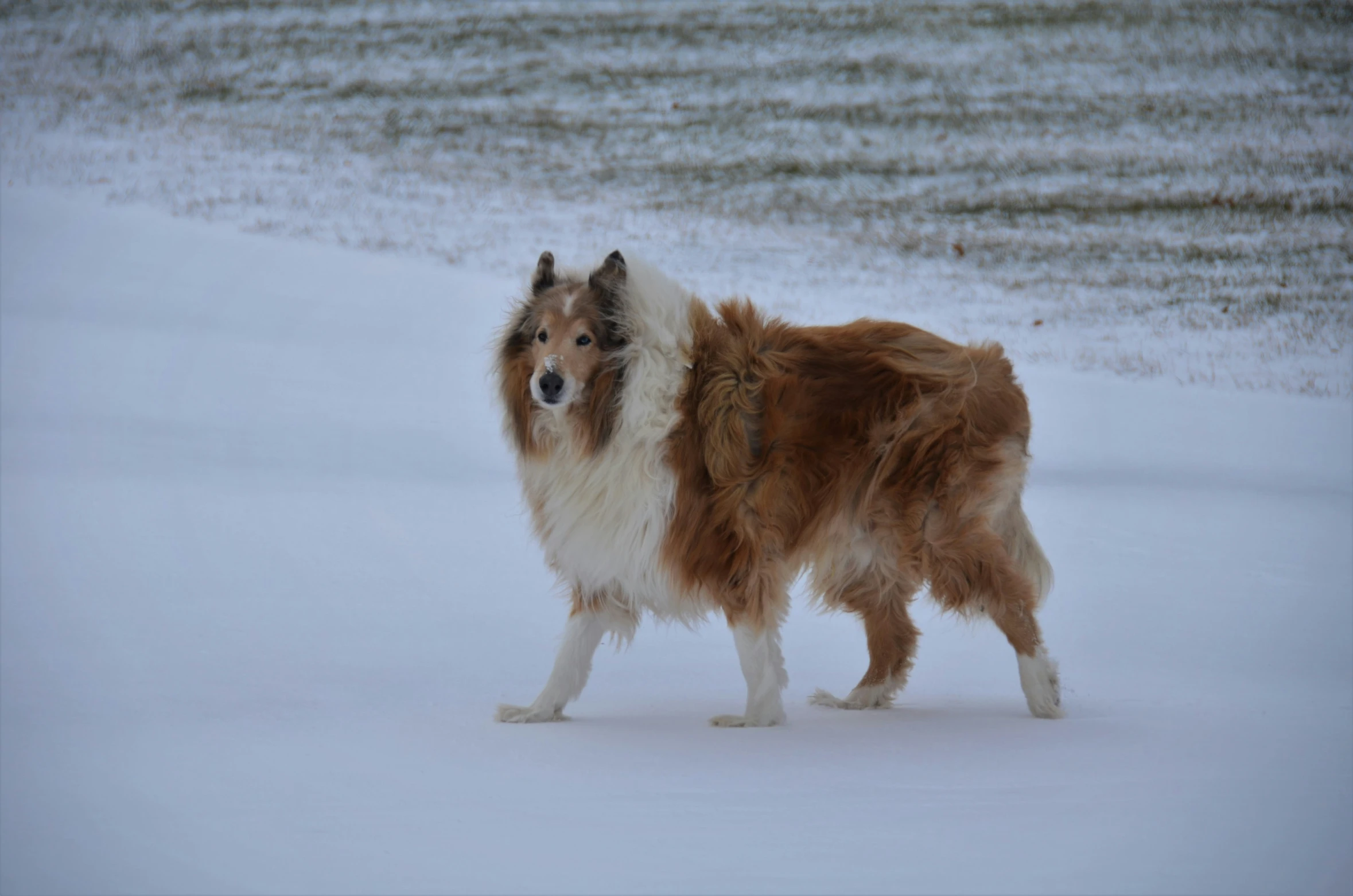 a dog with a blue face is in the snow